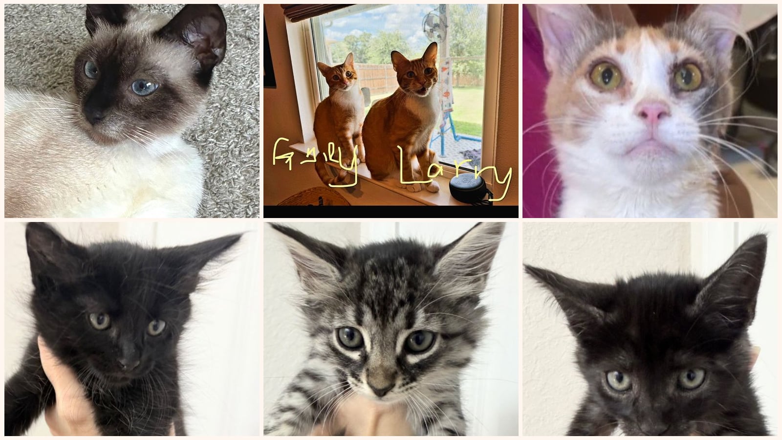Kid-Friendly Cats up for adoption near Killeen, TX