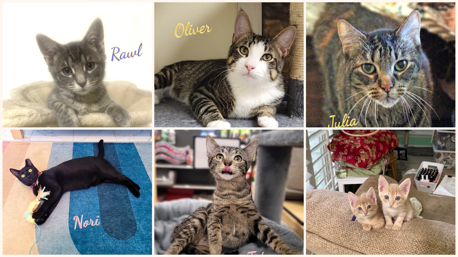 Kid-Friendly Cats up for adoption near League City, TX