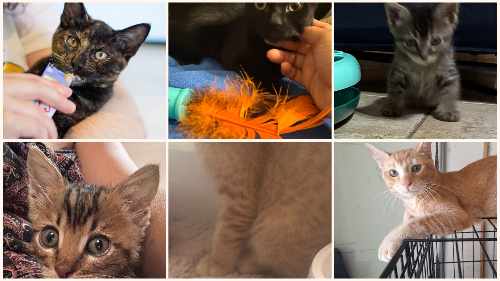 Dog-Friendly Cats up for adoption near Little Elm, TX