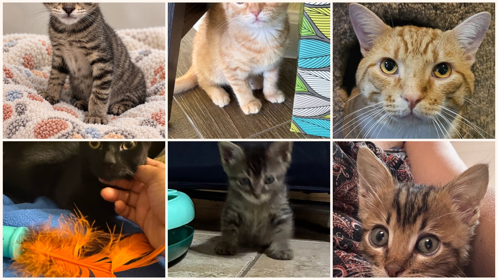 Kid-Friendly Cats up for adoption near Little Elm, TX