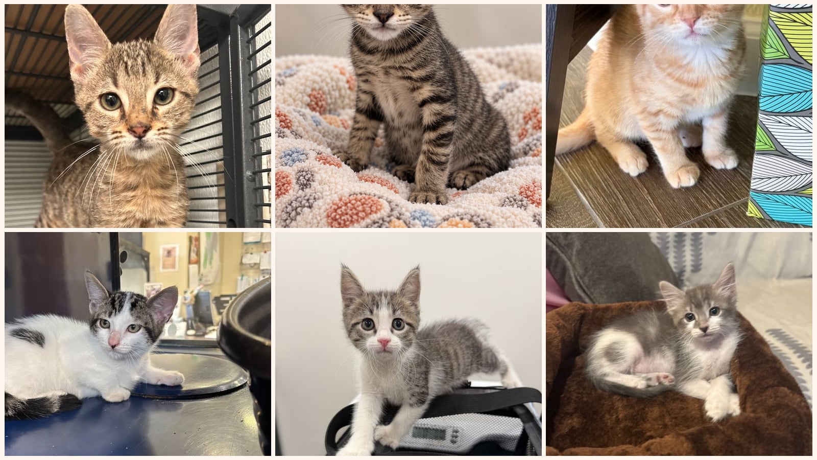 Kittens up for adoption near Little Elm, TX