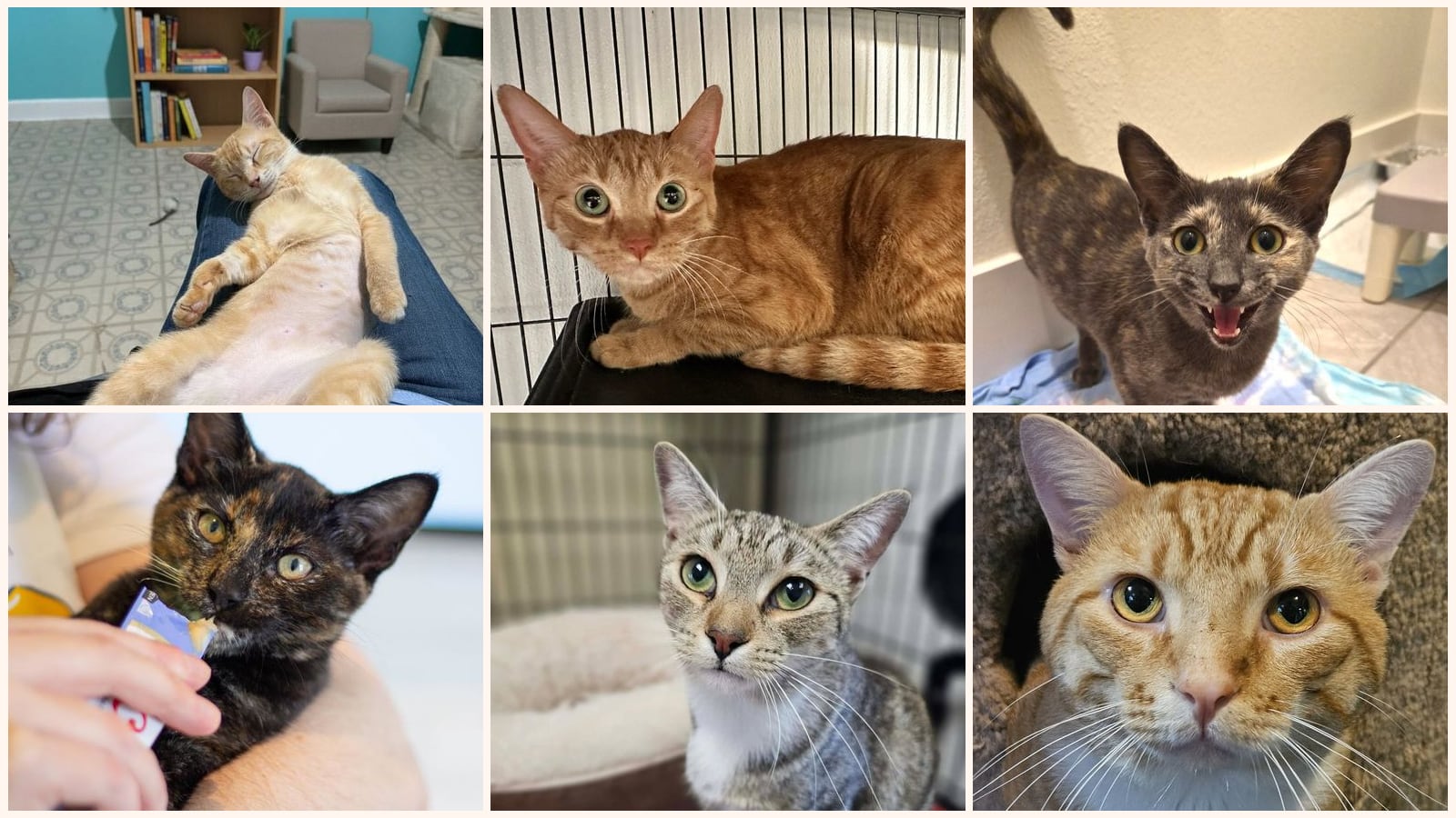 Adult Cats up for adoption near Mansfield, TX