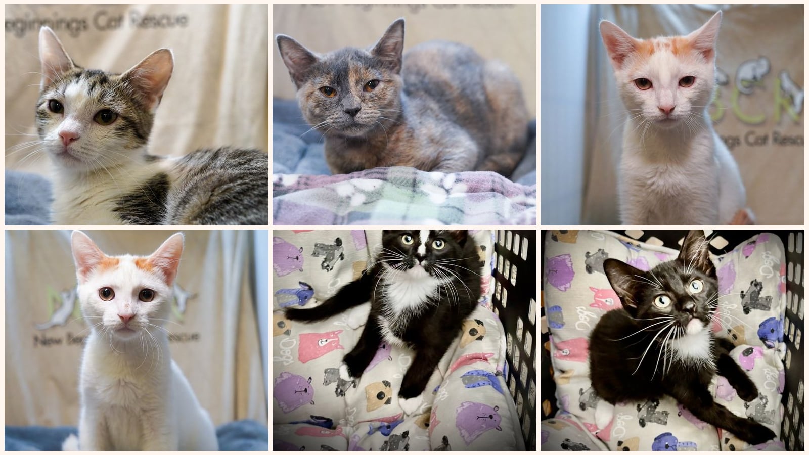 Kid-Friendly Cats up for adoption near Mansfield, TX