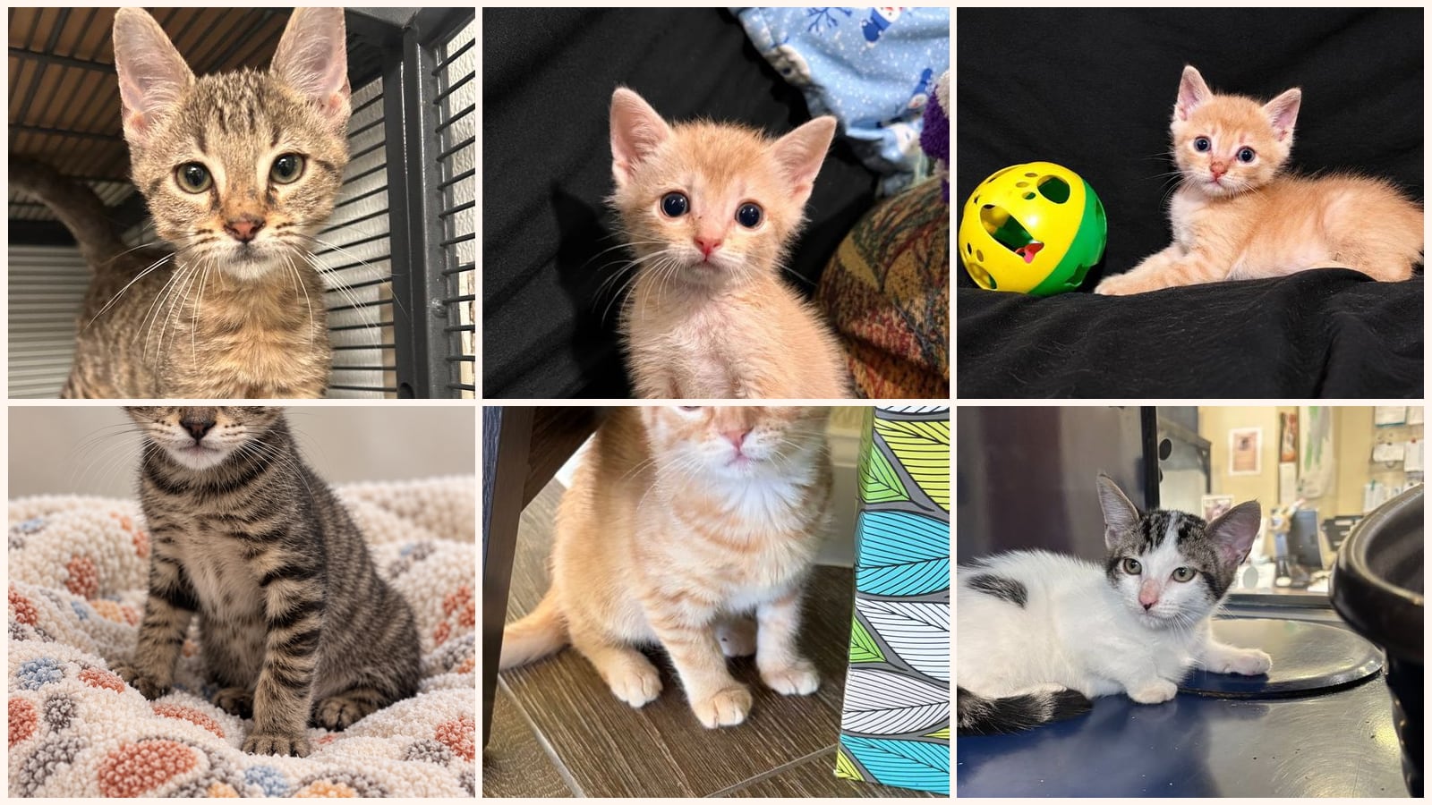 Kittens up for adoption near McKinney, TX