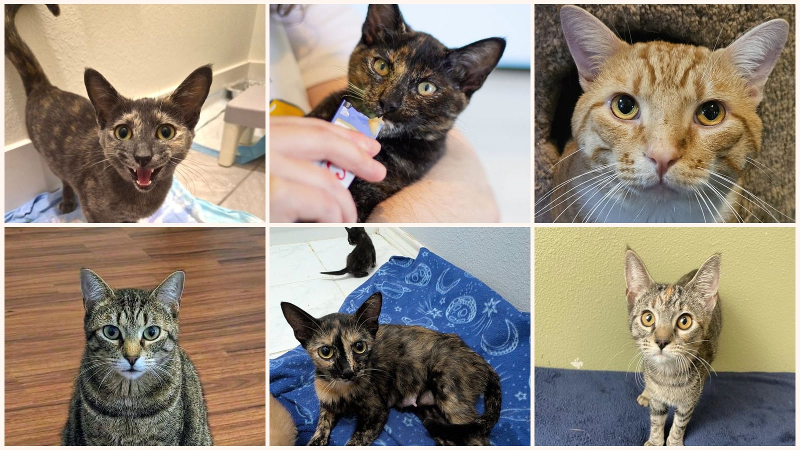 Adult Cats up for adoption near Mesquite, TX