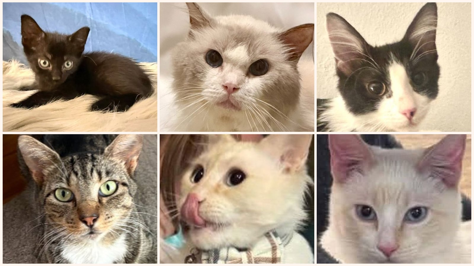 Dog-Friendly Cats up for adoption near New Braunfels, TX