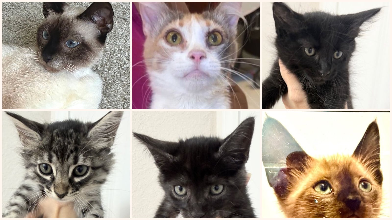 Kid-Friendly Cats up for adoption near New Braunfels, TX