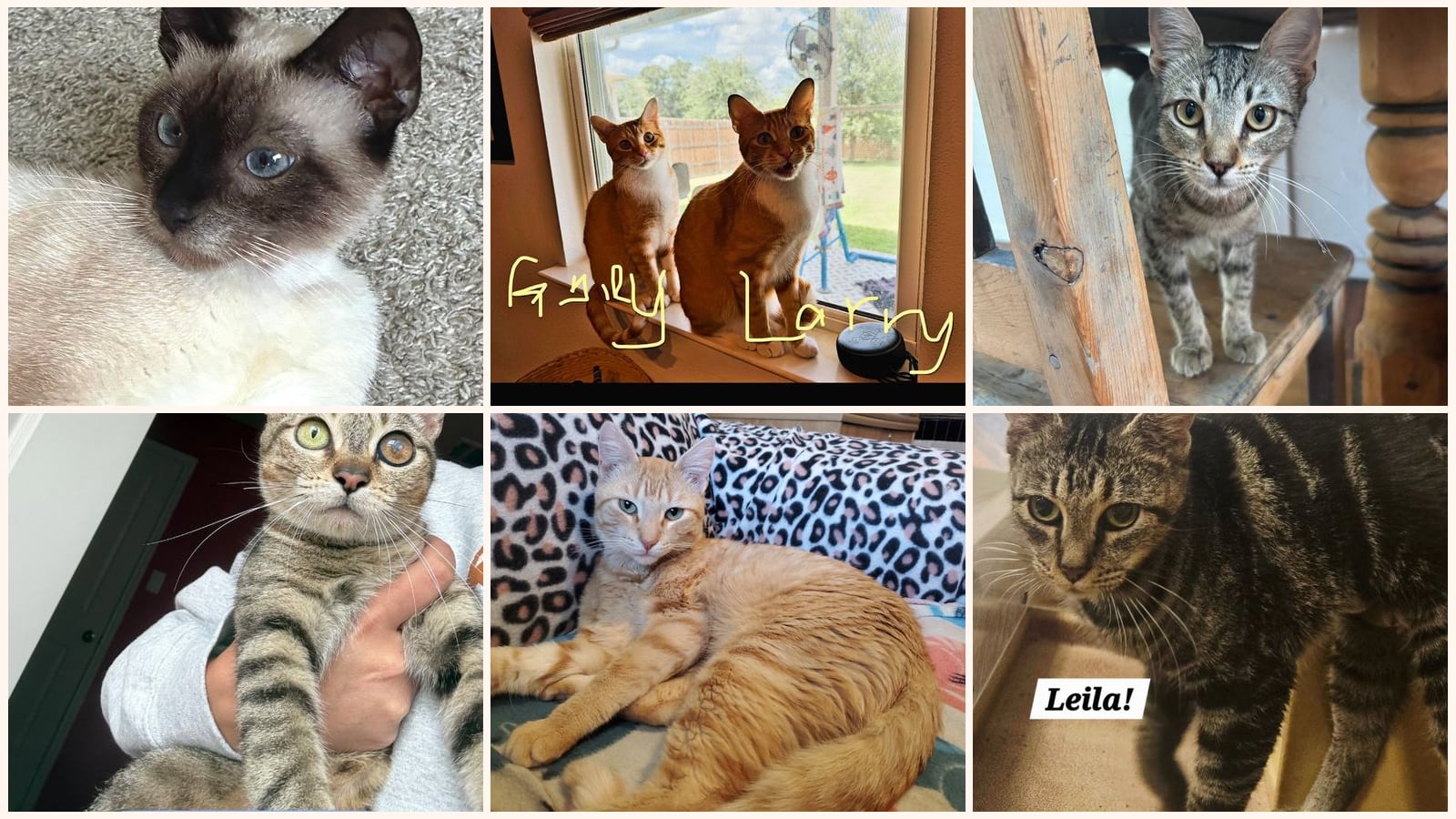 Adult Cats up for adoption near Pflugerville, TX