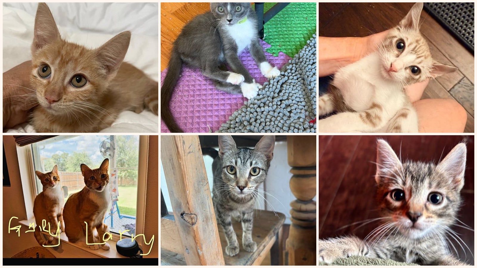 Dog-Friendly Cats up for adoption near Pflugerville, TX