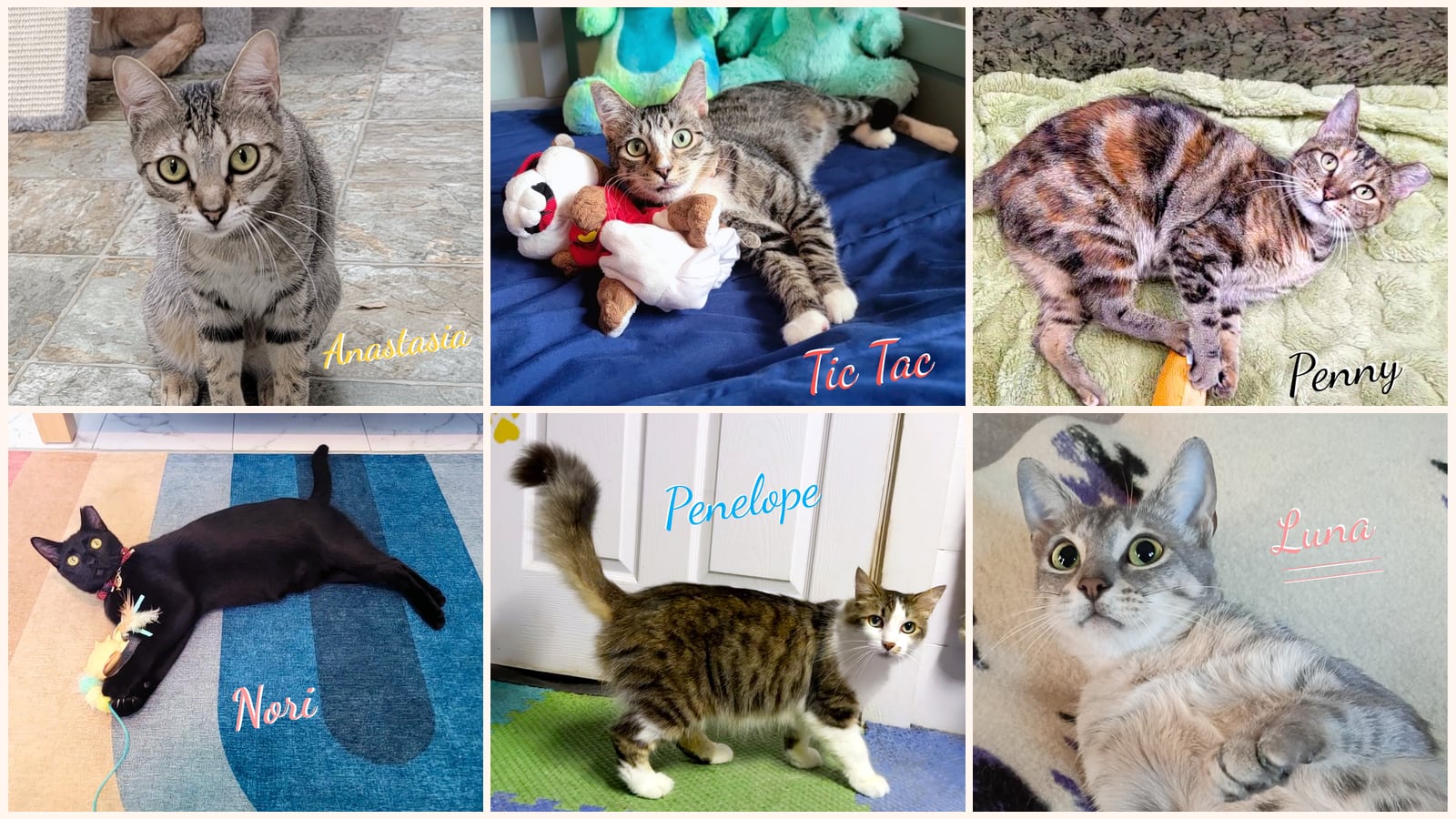 Adult Cats up for adoption near Port Arthur, TX