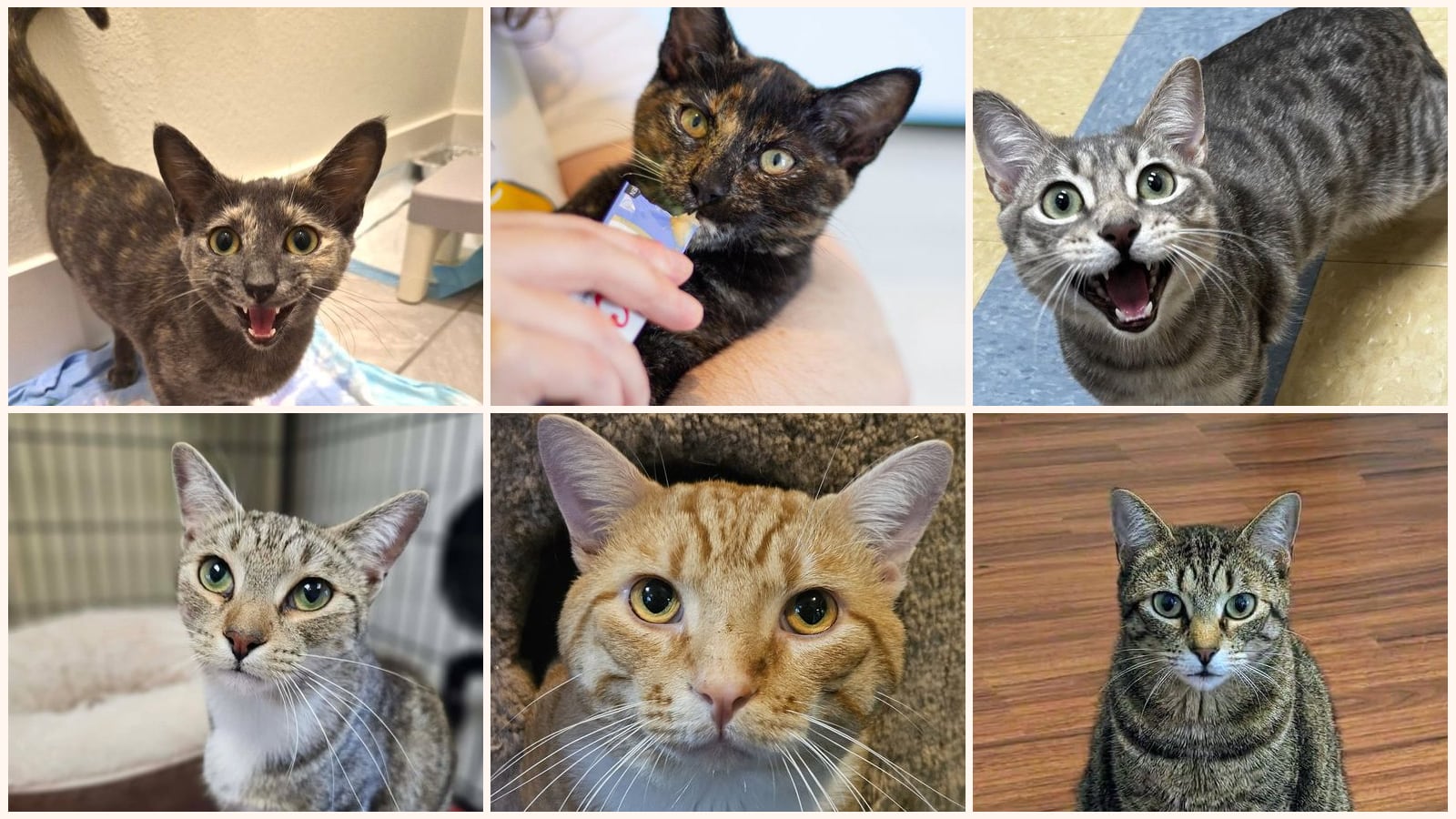 Adult Cats up for adoption near Richardson, TX