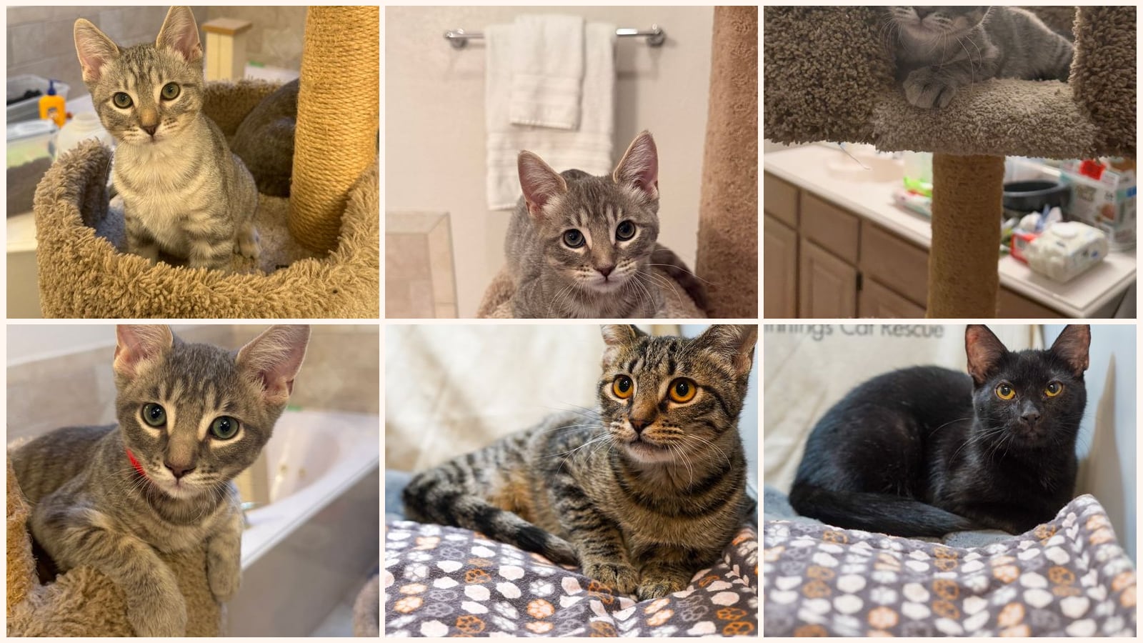 Kittens up for adoption near Rockwall, TX