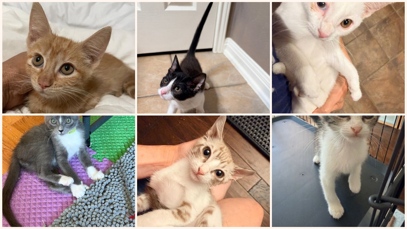 Kittens up for adoption near Round Rock, TX