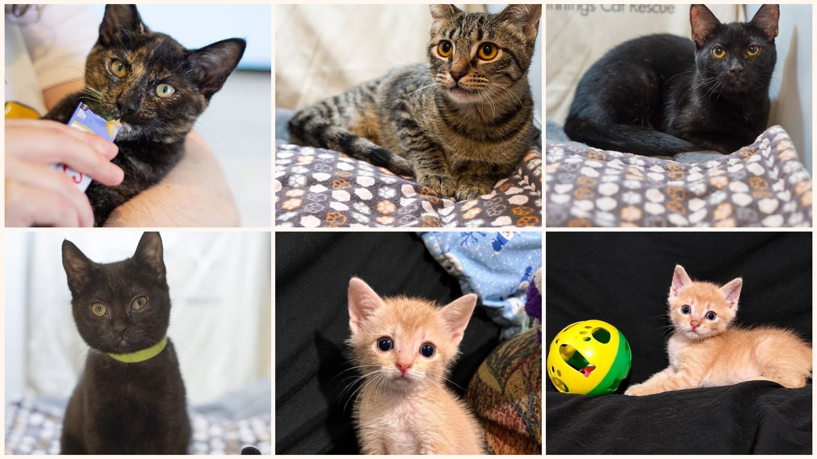 Dog-Friendly Cats up for adoption near Rowlett, TX