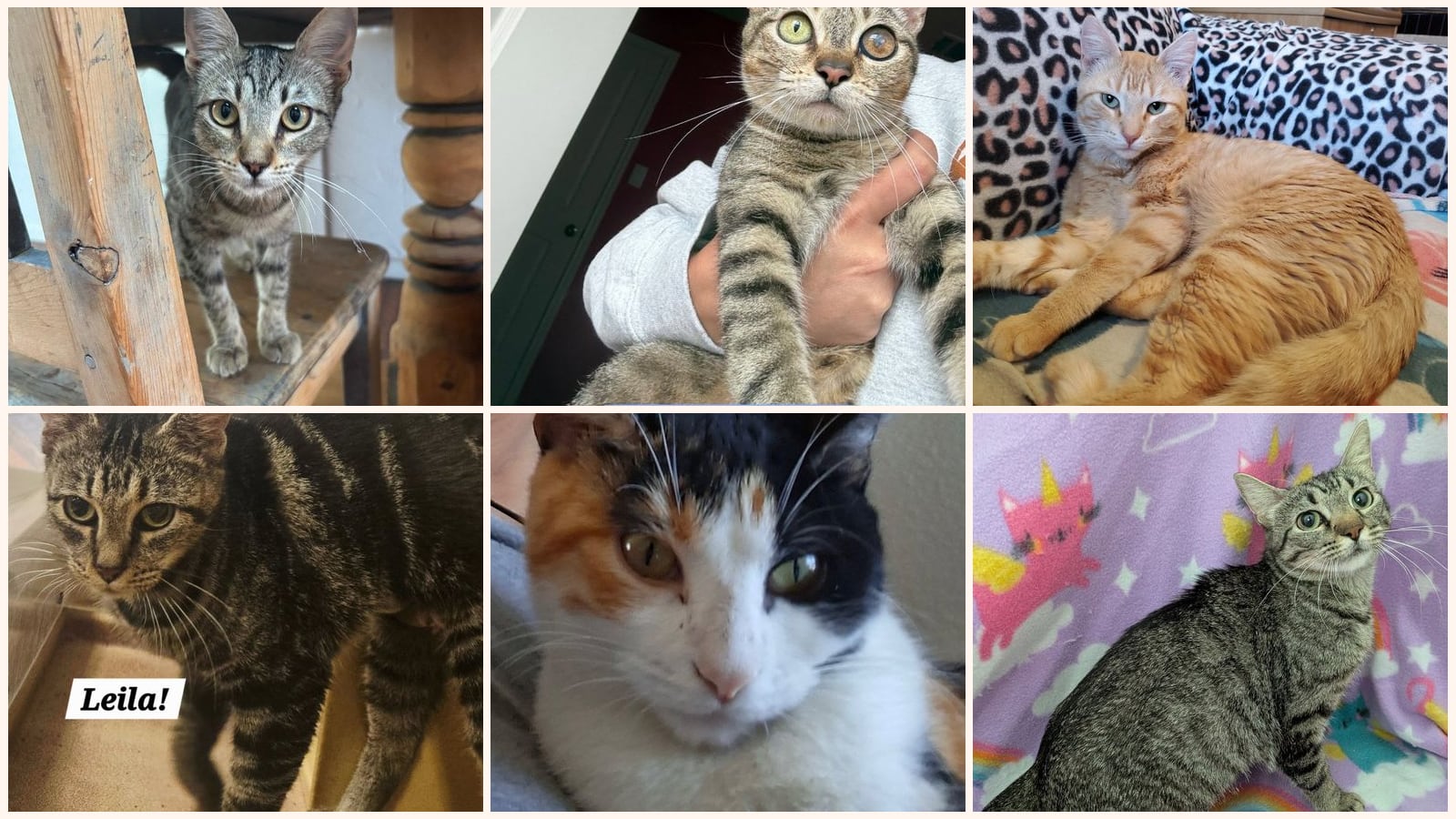 Adult Cats up for adoption near San Antonio, TX