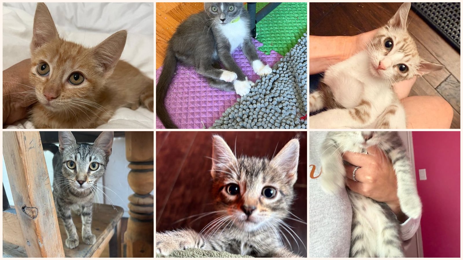 Dog-Friendly Cats up for adoption near San Antonio, TX