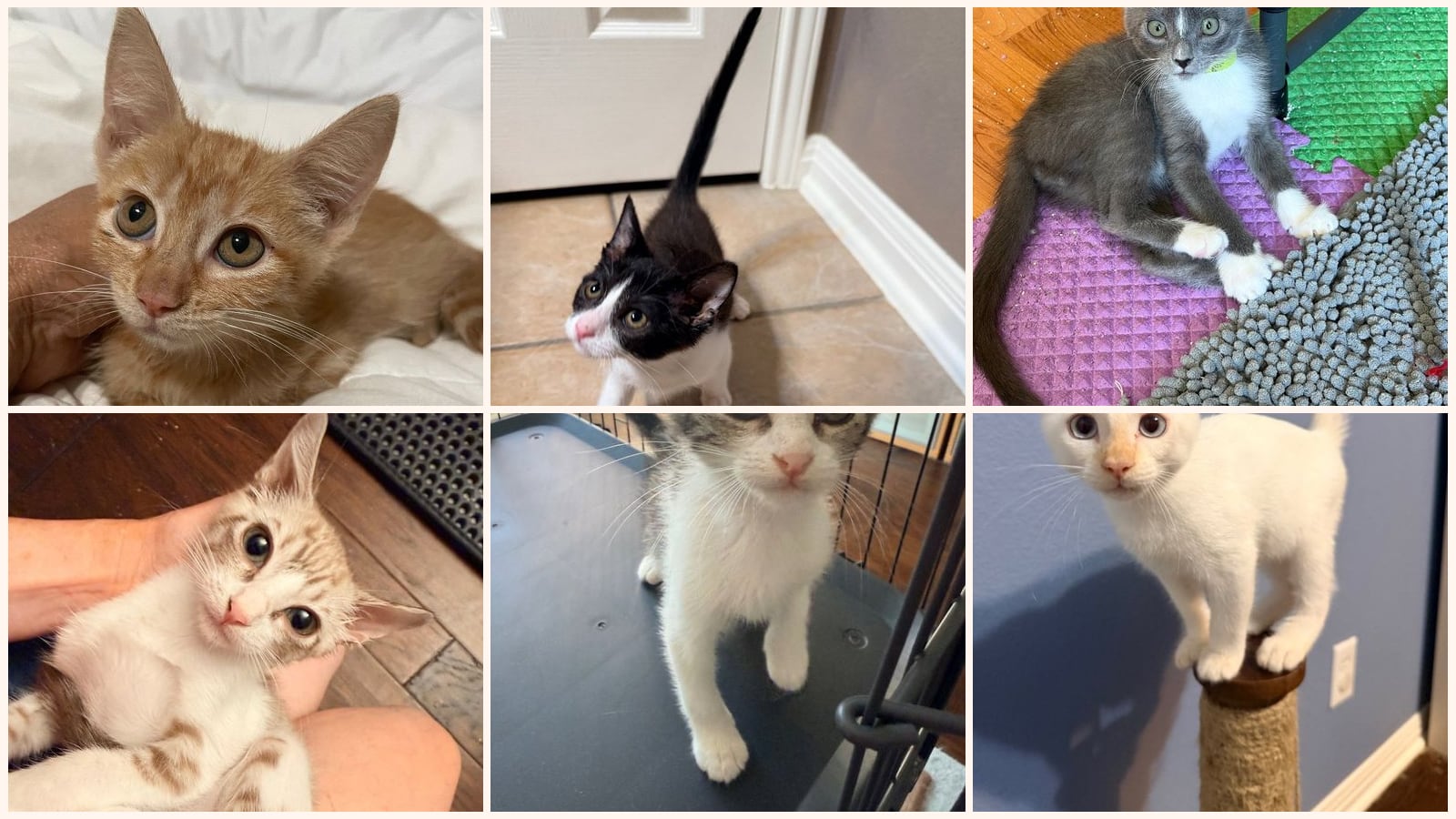 Kid-Friendly Cats up for adoption near San Antonio, TX