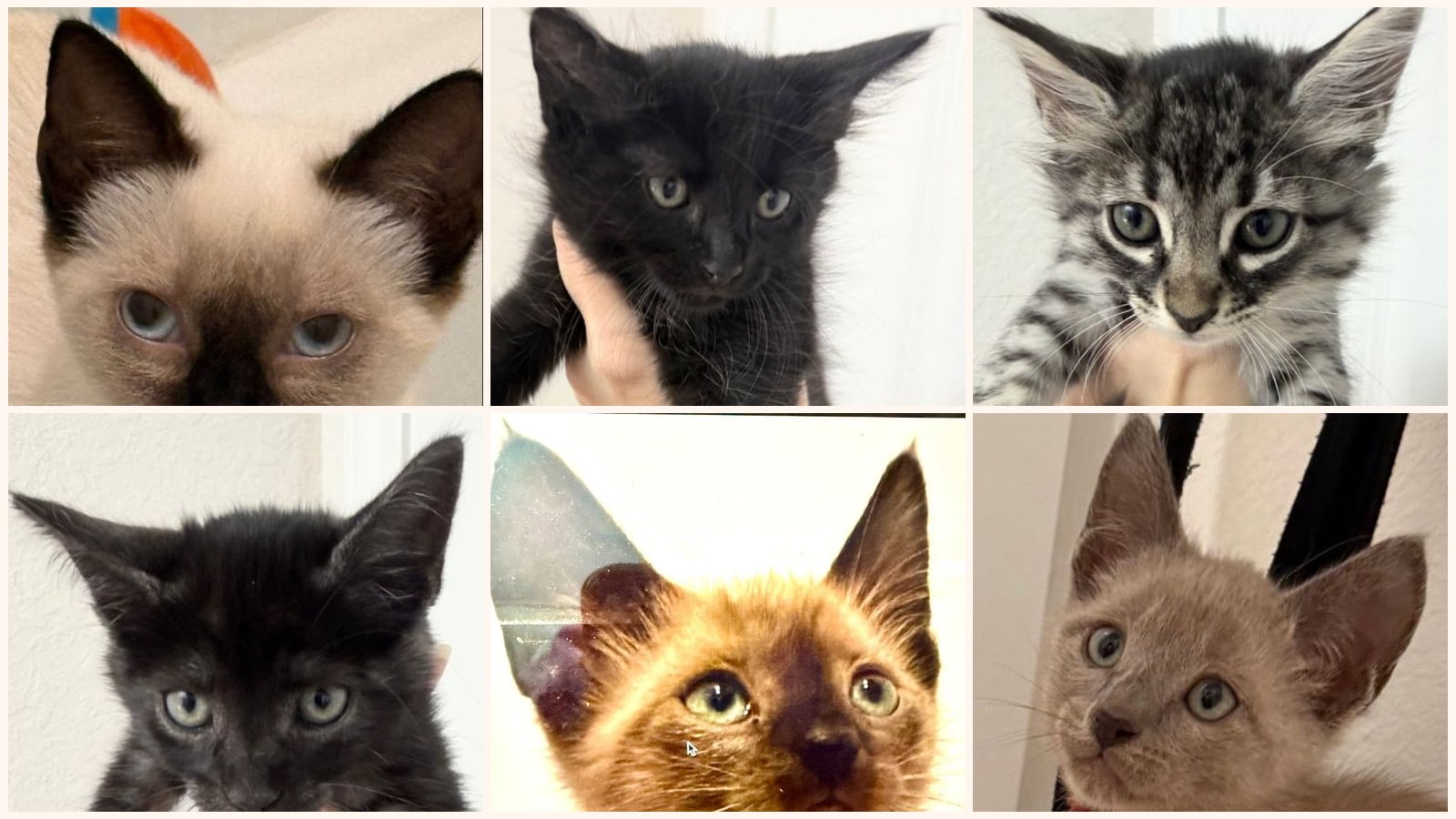 Kittens up for adoption near San Marcos, TX