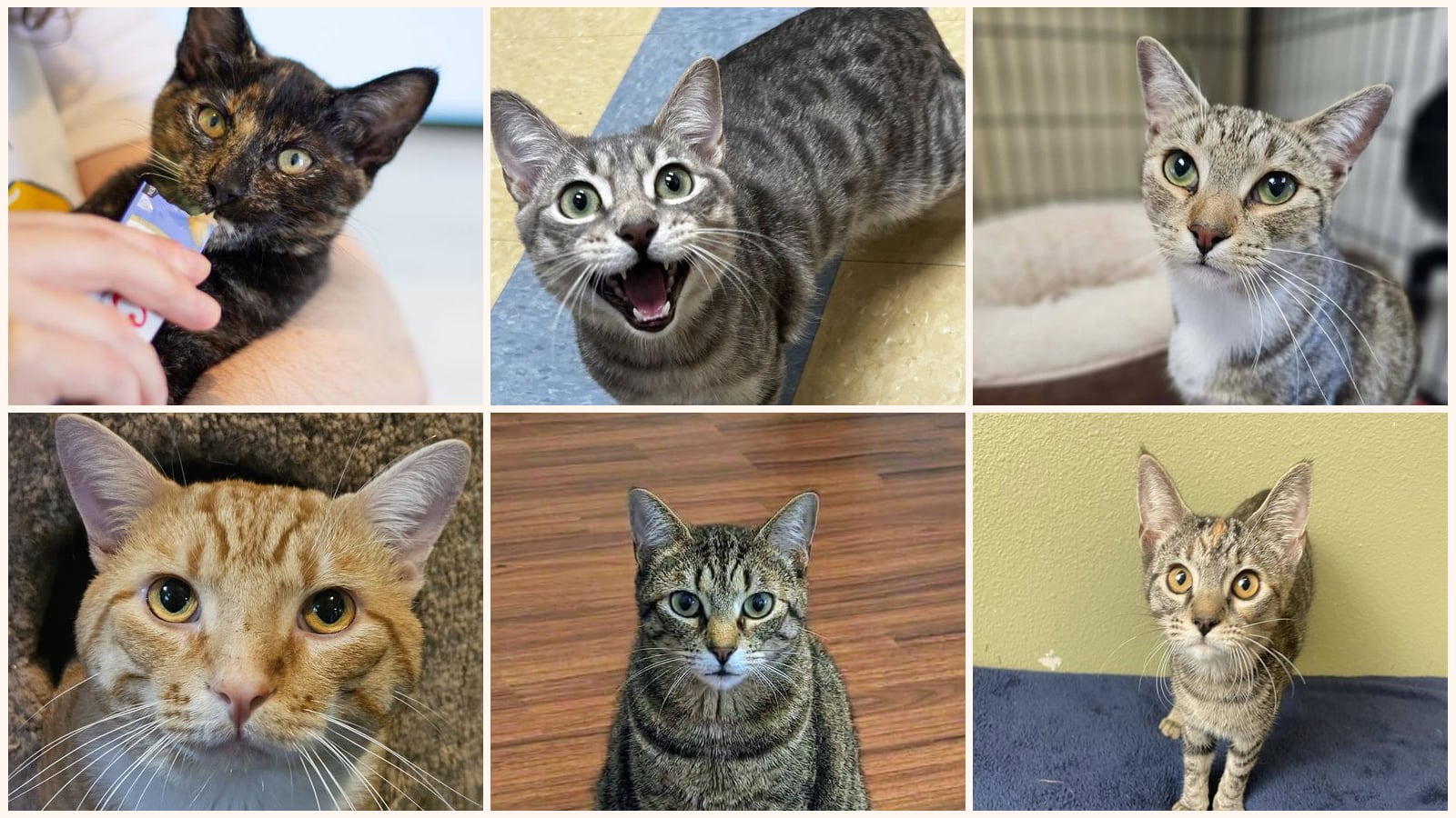 Adult Cats up for adoption near Sherman, TX