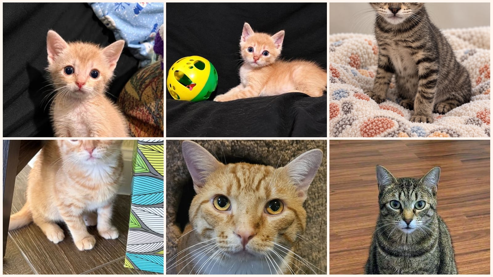 Kid-Friendly Cats up for adoption near Sherman, TX