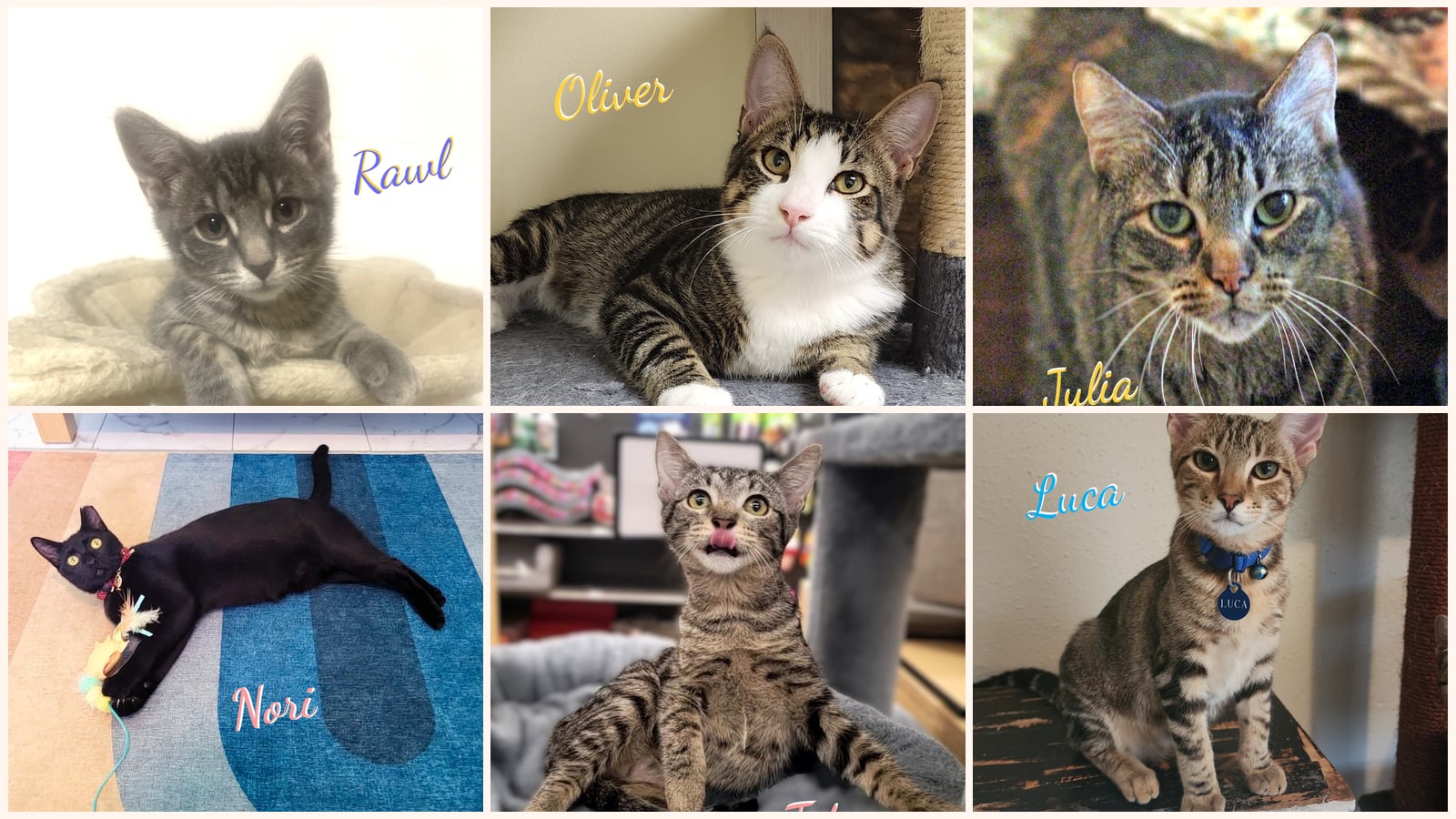 Kid-Friendly Cats up for adoption near Texas City, TX