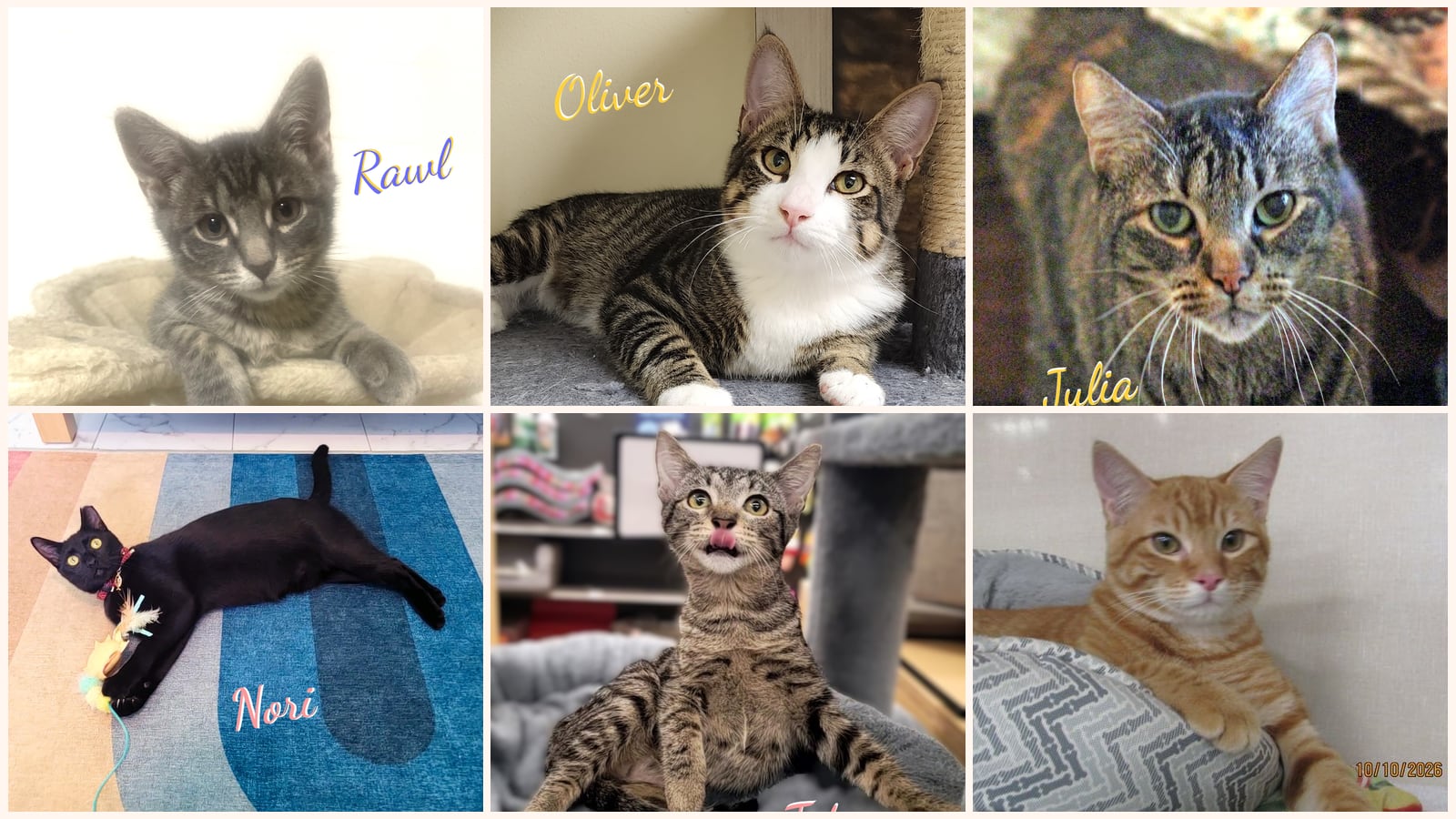 Kid-Friendly Cats up for adoption near The Woodlands, TX