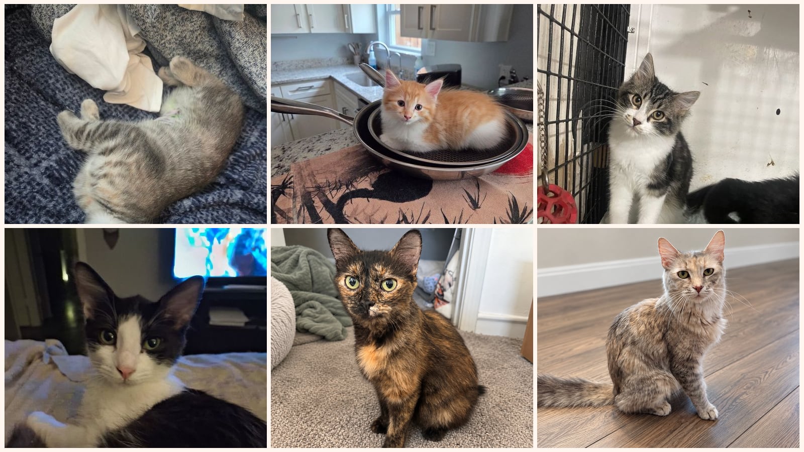 Long-Haired Cats up for adoption near Tyler, TX