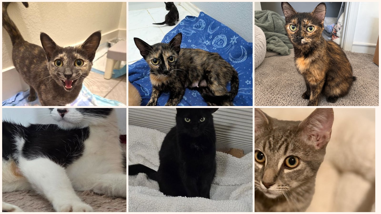 Adult Cats up for adoption near Waco, TX