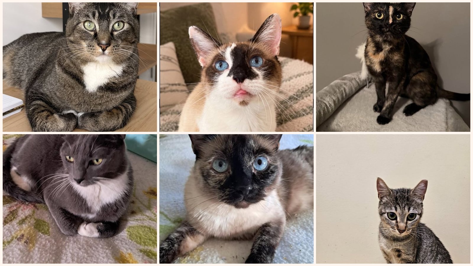 Adult Cats up for adoption near Draper, UT