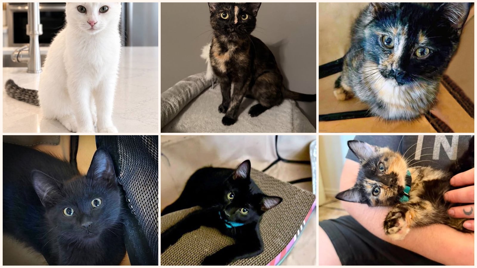 Kid-Friendly Cats up for adoption near Orem, UT
