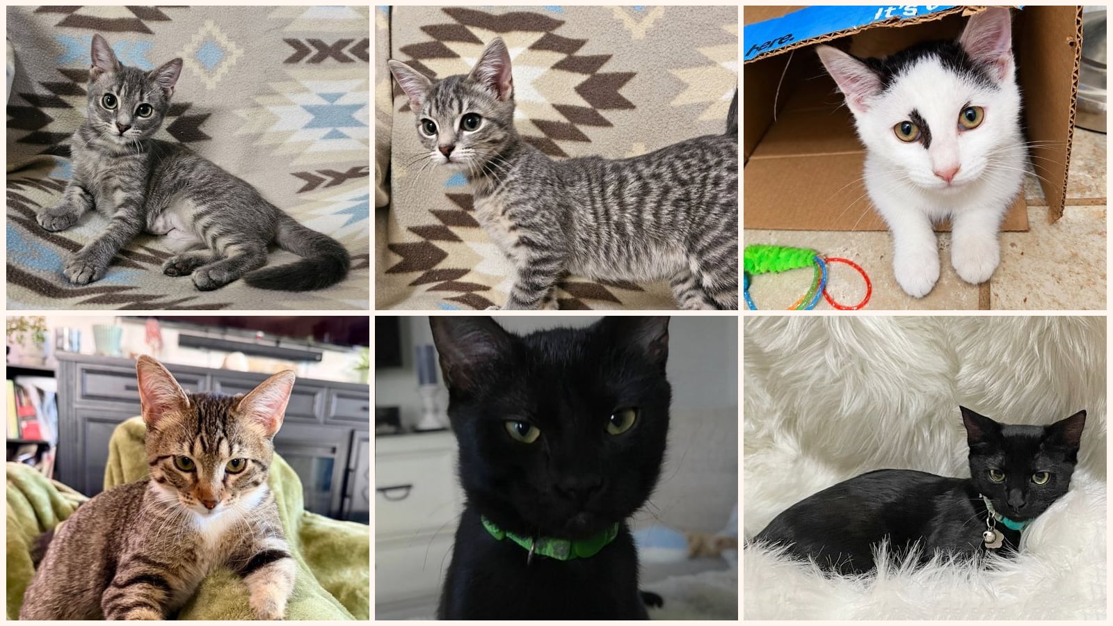 Kittens up for adoption near Salt Lake City, UT
