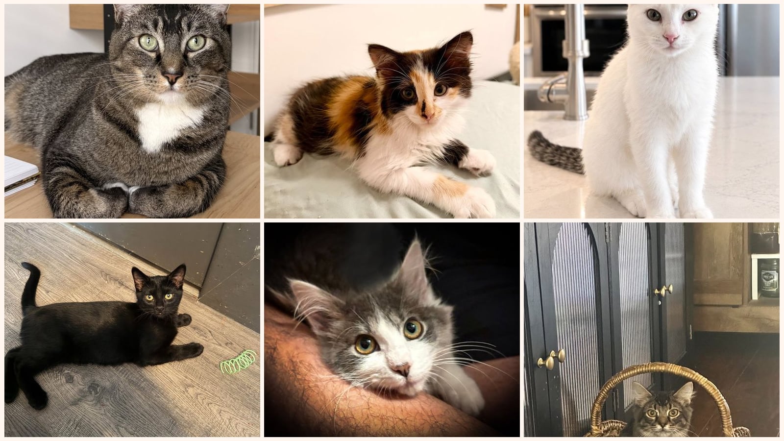 Dog-Friendly Cats up for adoption near South Jordan, UT