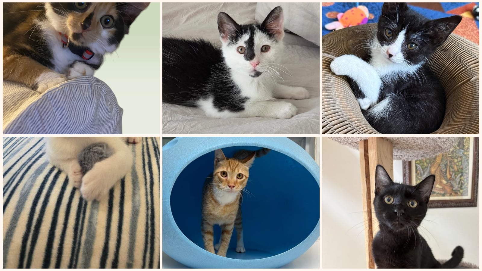 Dog-Friendly Cats up for adoption near Alexandria, VA