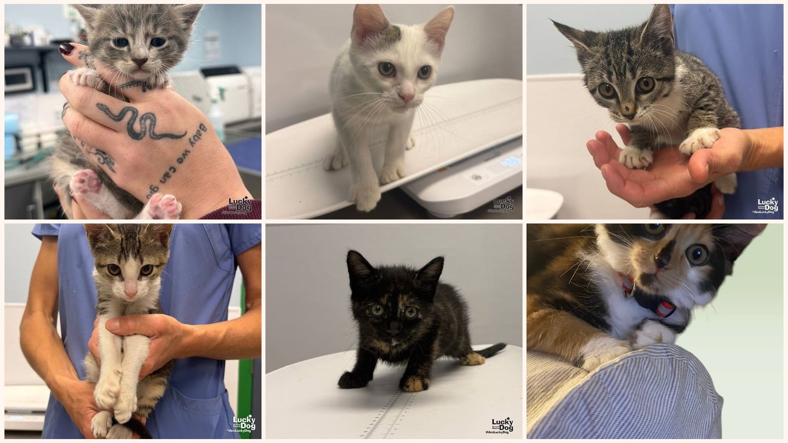 Kittens up for adoption near Alexandria, VA