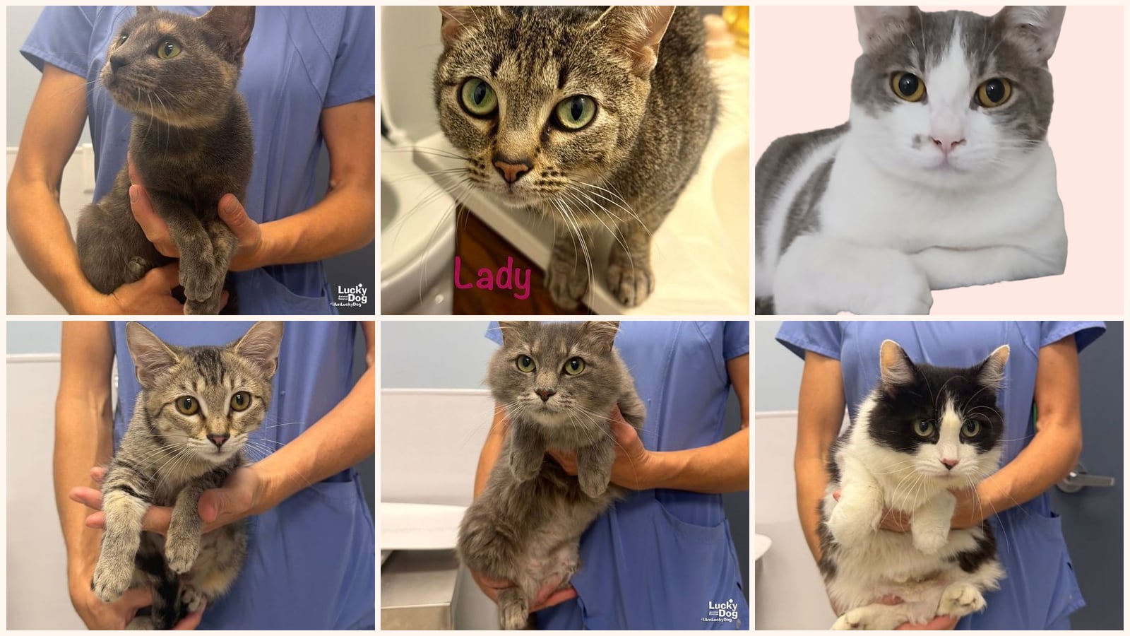 Adult Cats up for adoption near Arlington, VA