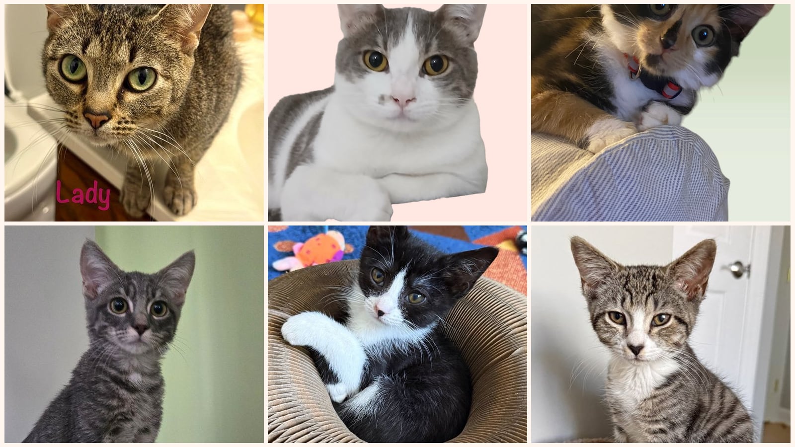 Kid-Friendly Cats up for adoption near Arlington, VA