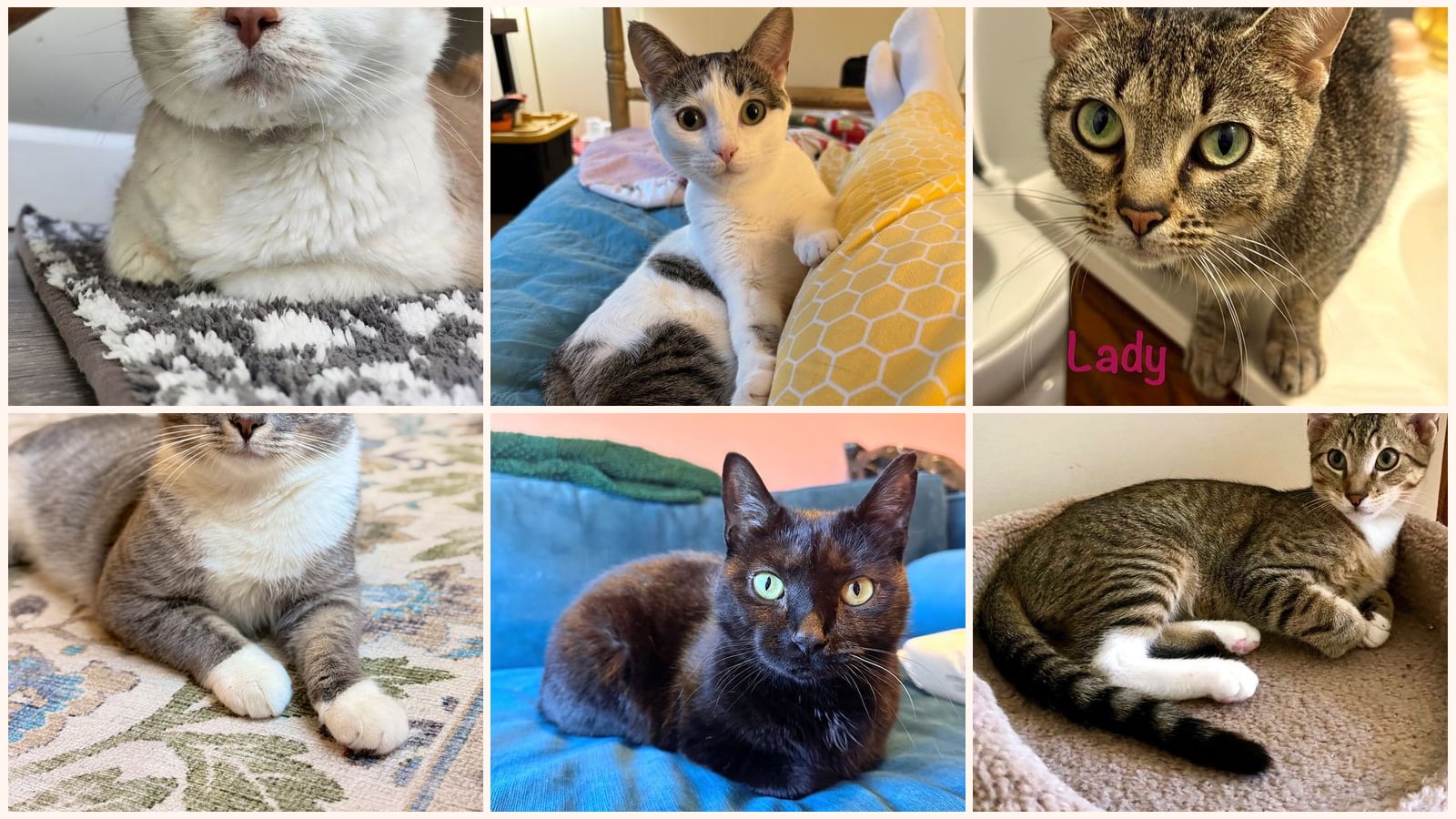 Adult Cats up for adoption near Centreville, VA