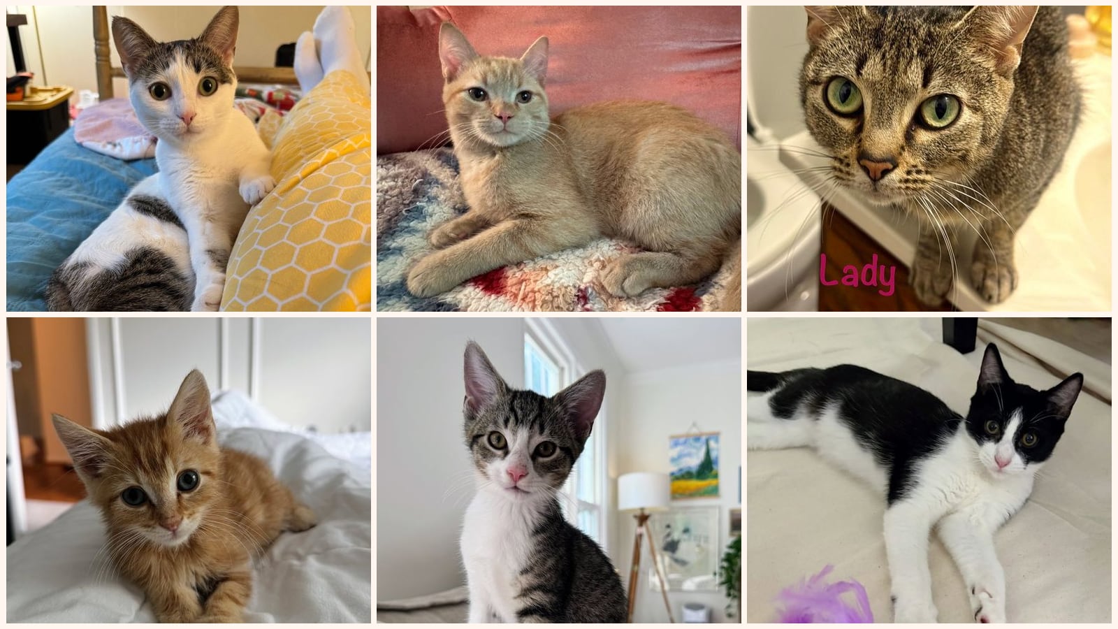 Kid-Friendly Cats up for adoption near Centreville, VA