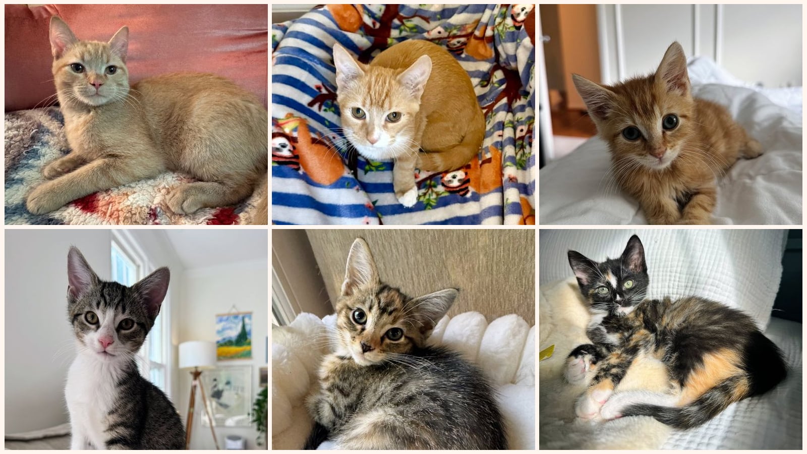 Kittens up for adoption near Centreville, VA