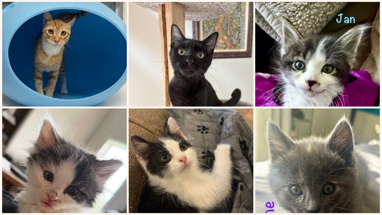 Dog-Friendly Cats up for adoption near Dale City, VA