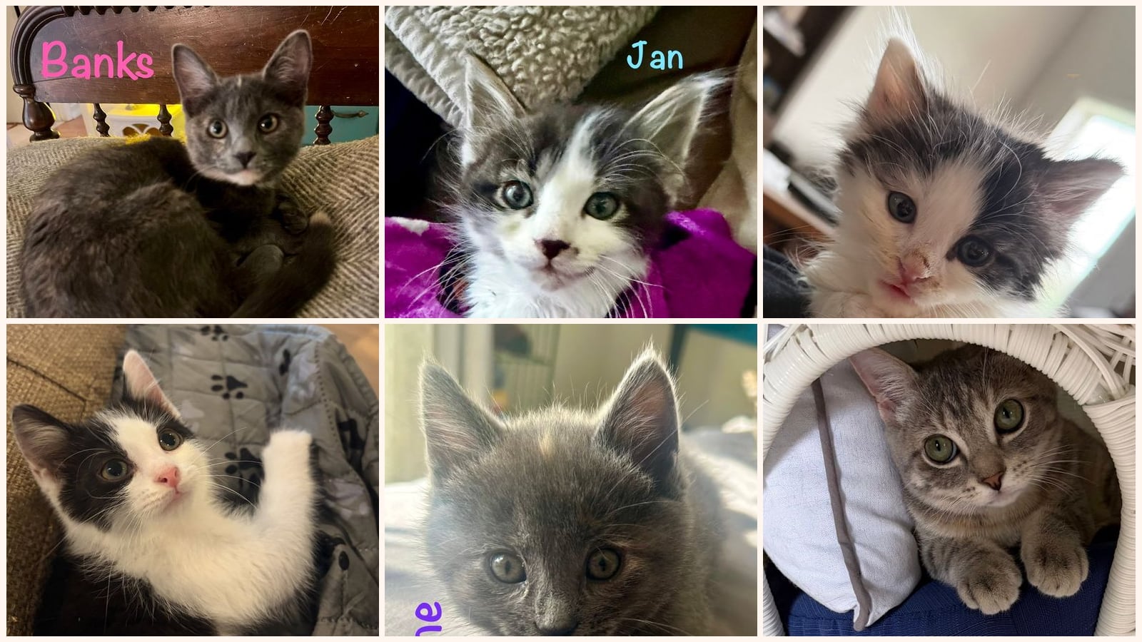 Kittens up for adoption near Dale City, VA