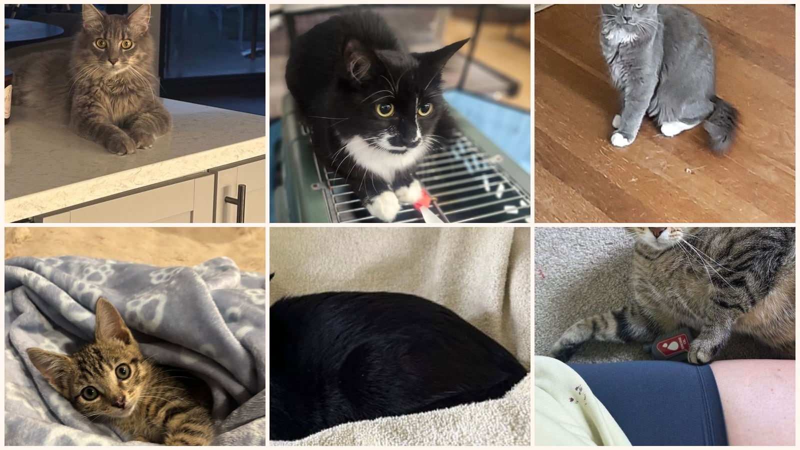 Dog-Friendly Cats up for adoption near Hampton, VA