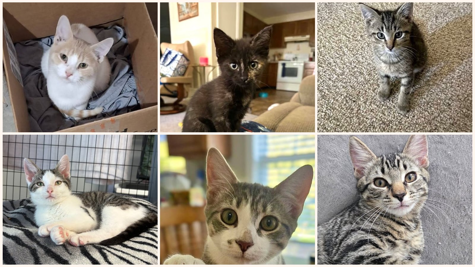Kid-Friendly Cats up for adoption near Harrisonburg, VA