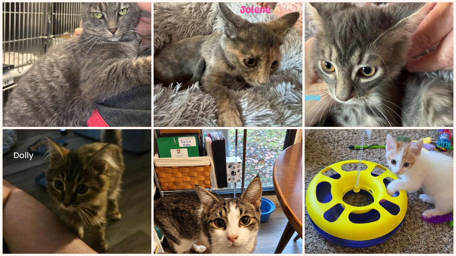 Dog-Friendly Cats up for adoption near Lynchburg, VA