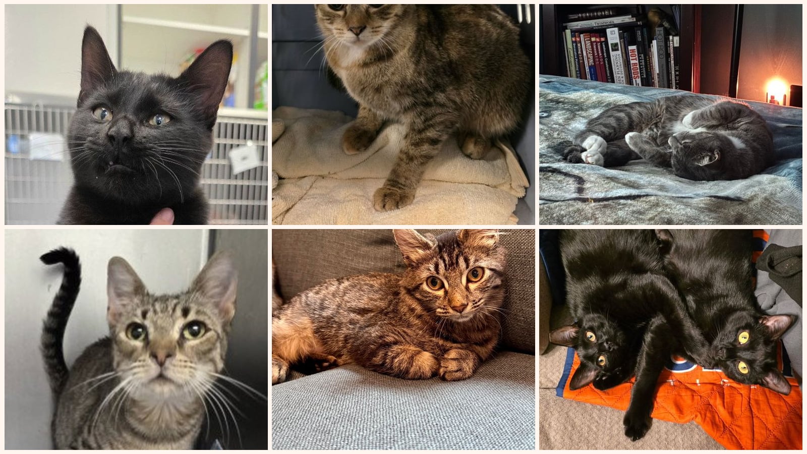 Adult Cats up for adoption near Portsmouth, VA