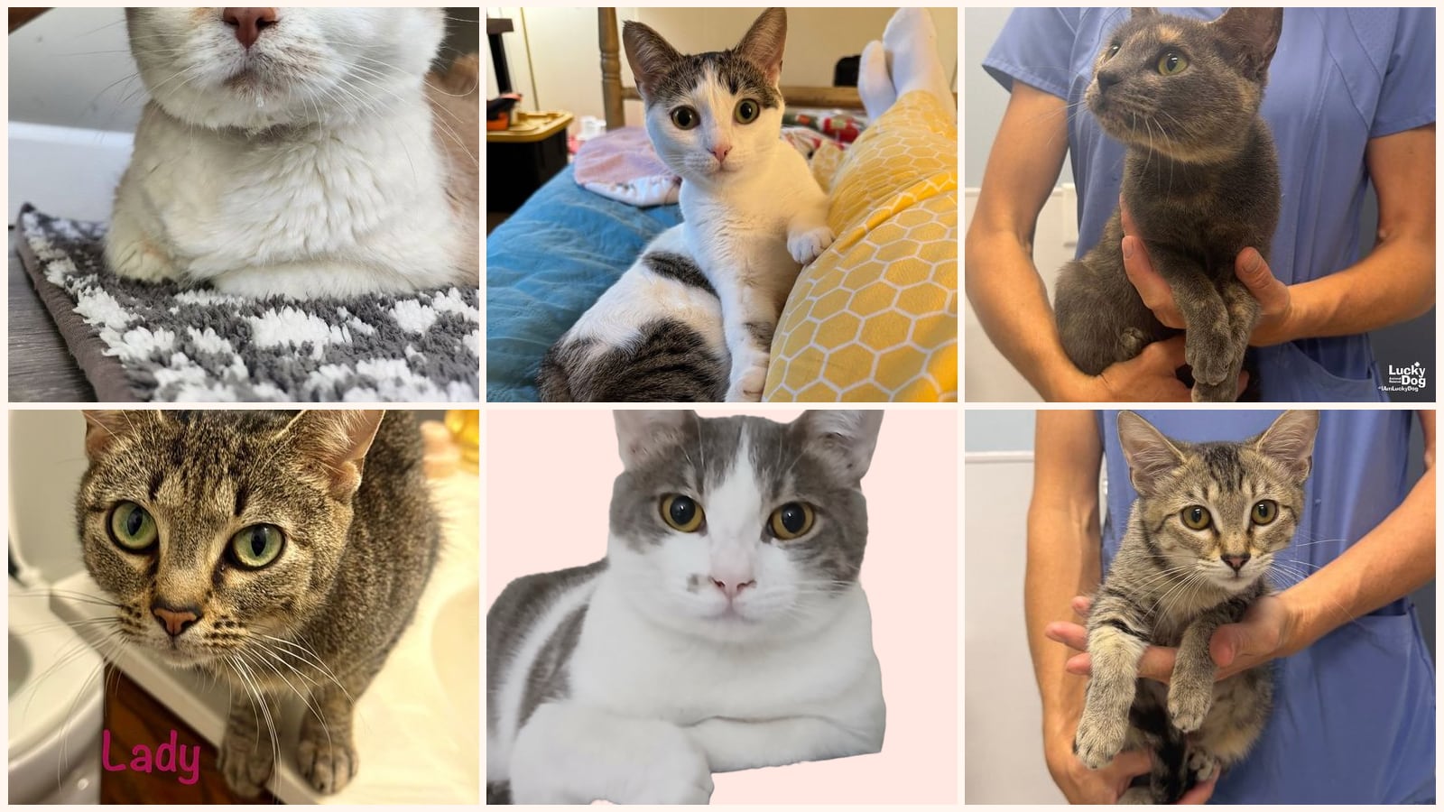 Adult Cats up for adoption near Reston, VA
