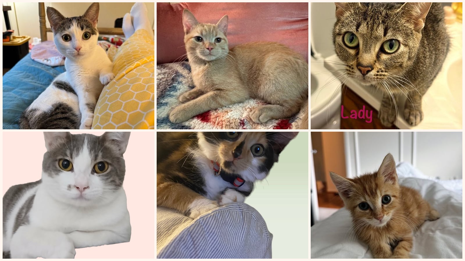 Kid-Friendly Cats up for adoption near Reston, VA
