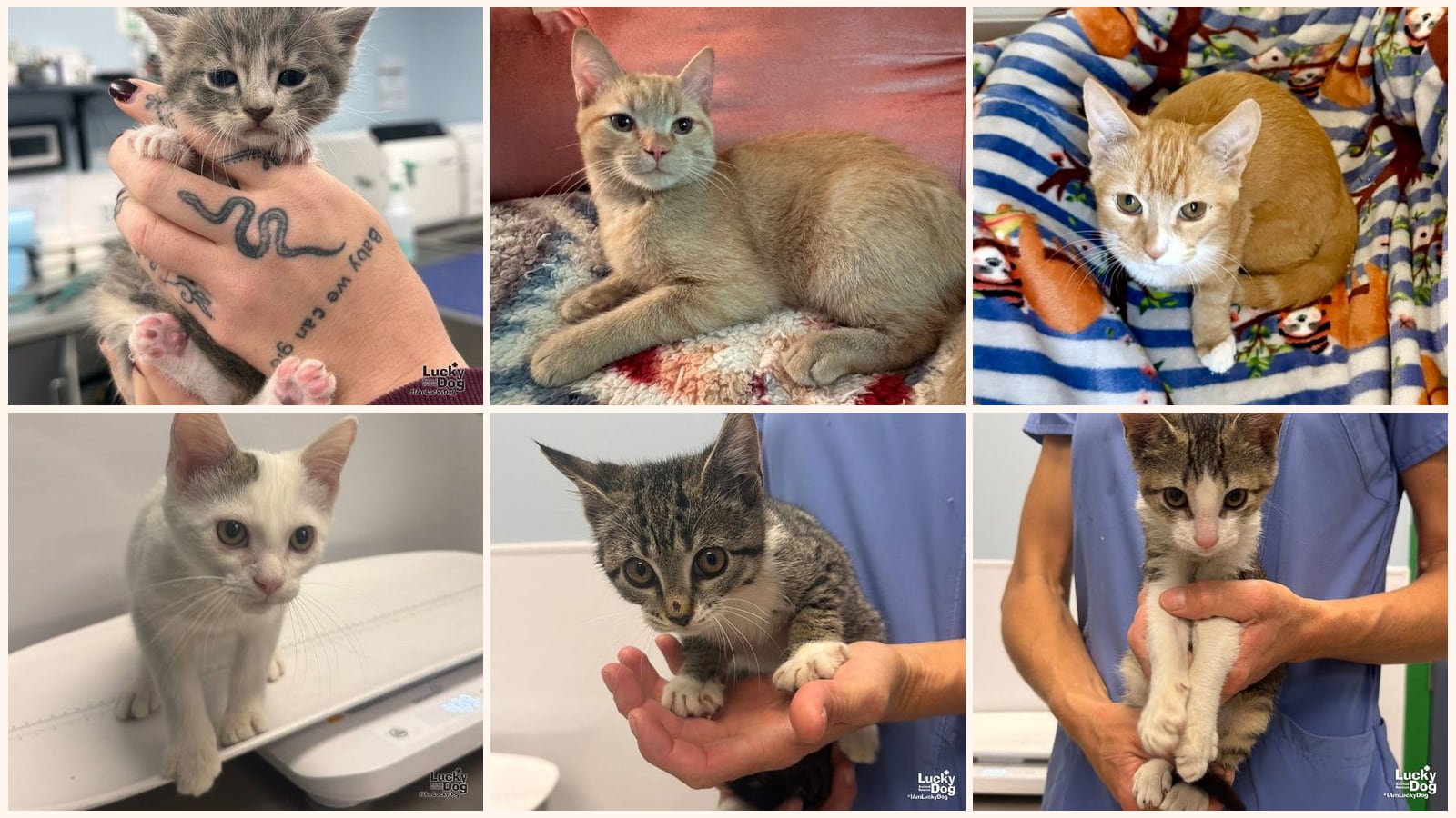 Kittens up for adoption near Reston, VA