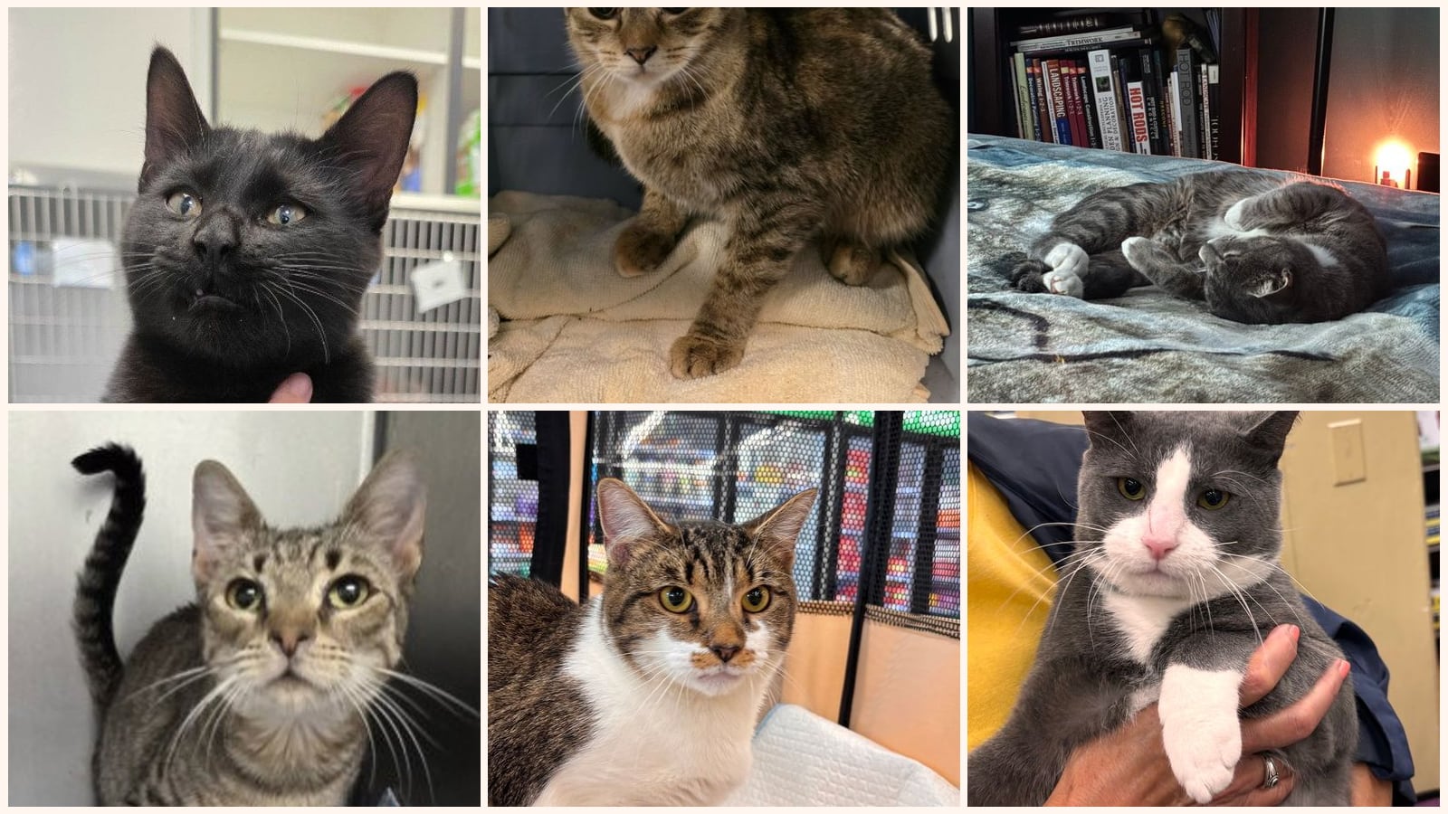 Adult Cats up for adoption near Richmond, VA
