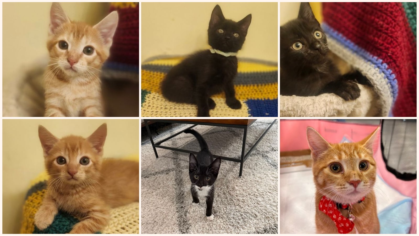 Kid-Friendly Cats up for adoption near Richmond, VA